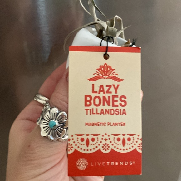 🌼 NWT Trader Joe’s air plant planter lazy bones planter - Picture 7 of 9